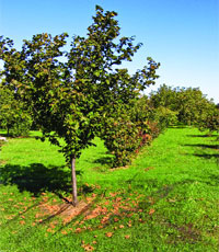 ontario hazelnut tree